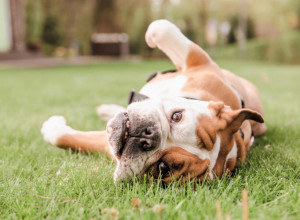 PAS vam se uporno VALJA na leđima? Evo šta zapravo pokušava time da vam poruči!