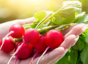 Male, a moćne: Rotkvice čiste organizam, pomažu mršavljenje i štite srce