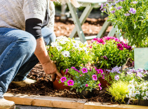 Idealan je trenutak za dvorište kao iz bajke: Posadite ovo CVEĆE sada i uživajte u njegovoj lepoti do jeseni