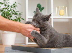 MAČKA vas često UJEDA? Ovo je razlog zbog kojeg morate reagovati odmah