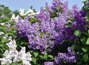 Zašto se JORGOVAN unosi u dom pre VASKRSA: Prema predanju, blagoslovila ga je i sama Bogorodica