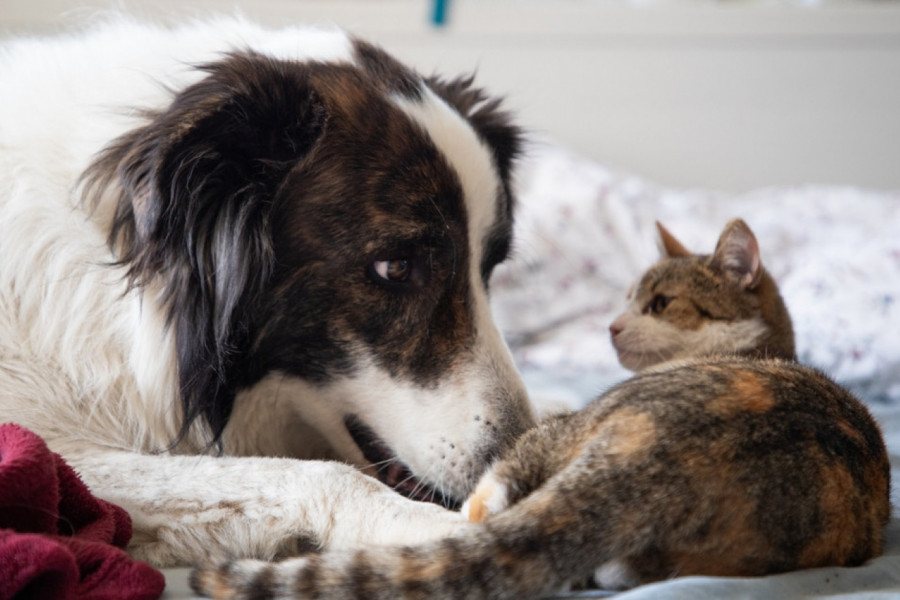 Mačka se svako veče skriva u ambulanti: Veterinarka dovela svog psa, ali baš niko se nije nadao ovoj njegovoj reakciji! (VIDEO)
