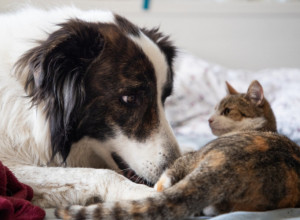 Mačka se svako veče skriva u ambulanti: Veterinarka dovela svog psa, ali baš niko se nije nadao ovoj njegovoj reakciji! (VIDEO)