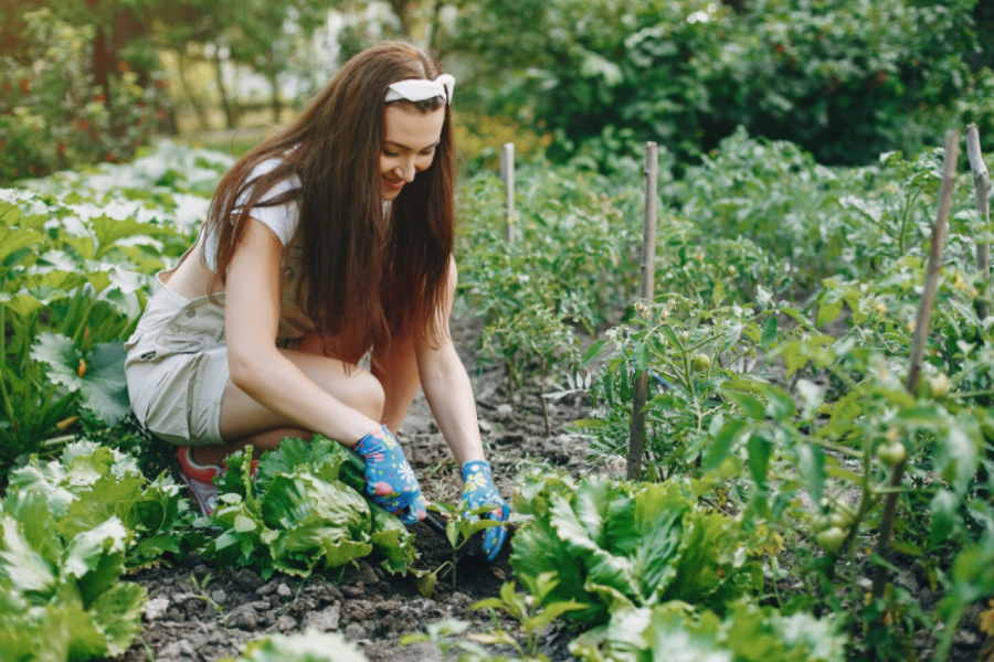 Posadite sada i berite uskoro: Evo kako da brzo dođete do svežeg povrća iz svoje bašte
