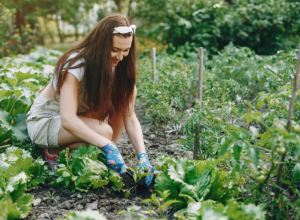 Posadite sada i berite uskoro: Evo kako da brzo dođete do svežeg povrća iz svoje bašte