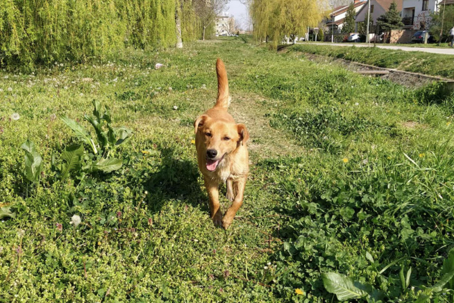MAHANJE REPOM nije uvek znak sreće: Evo kada vam PAS zapravo šalje upozorenje