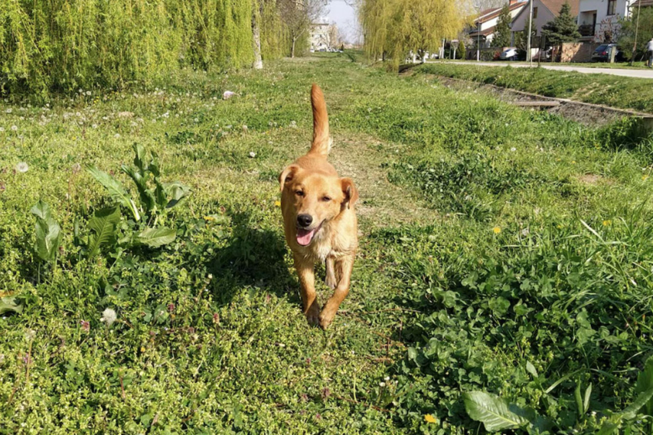 MAHANJE REPOM nije uvek znak sreće: Evo kada vam PAS zapravo šalje upozorenje