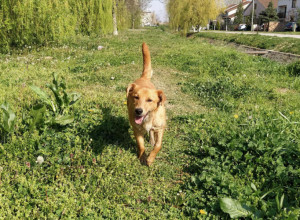 MAHANJE REPOM nije uvek znak sreće: Evo kada vam PAS zapravo šalje upozorenje