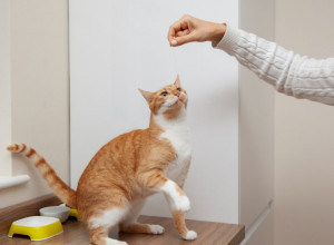 MAČKA joj je uporno ŠEPALA, pa je skoro 700 evra dala na veterinarski pregled: Kod kuće je istog trena usledio obrt kome se niko nije nadao! (VIDEO)