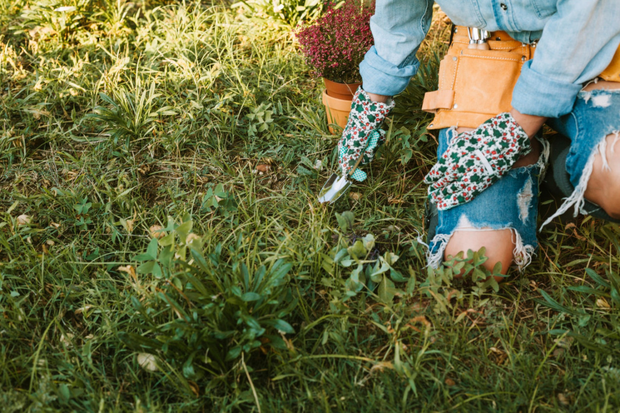 Komšijski trik za baštu o kojem svi pričaju: Sipajte ovo na KOROV i nestaje očas posla!