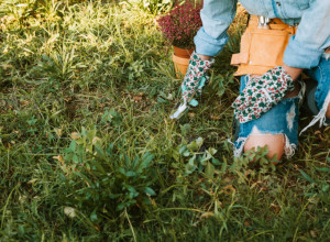Komšijski trik za baštu o kojem svi pričaju: Sipajte ovo na KOROV i nestaje očas posla!