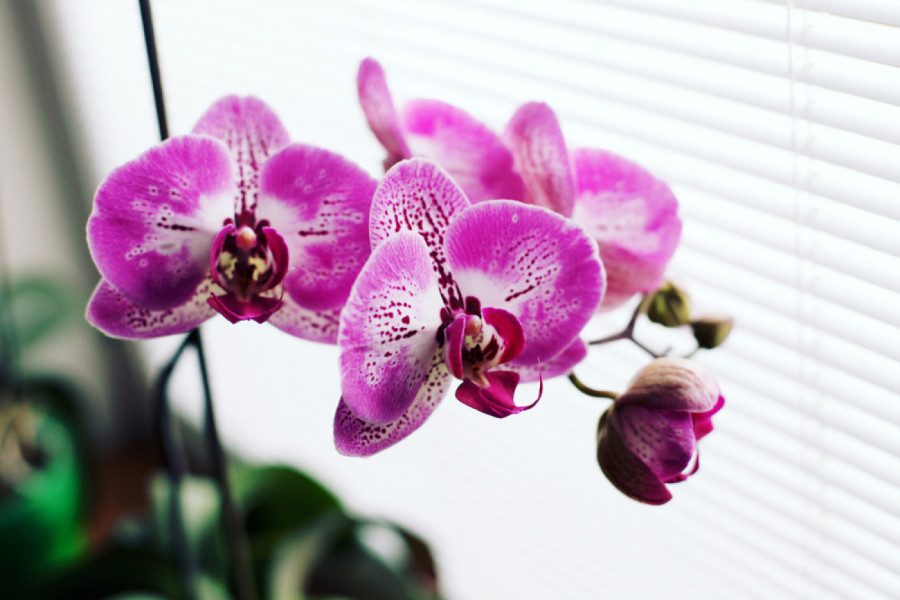 Ako ORHIDEJA neće da cveta, dodajte joj ovaj jeftin sastojak iz kuhinje - samo jedna kašika dovoljna je za raskošne cvetove