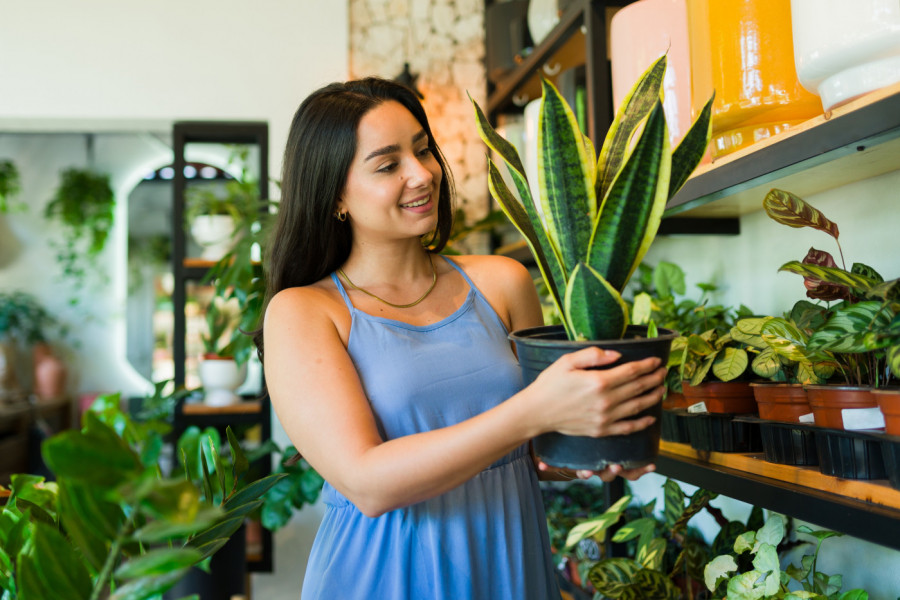 Ne treba vam ni klima, niti prečišćivač vazduha: Dovoljno je da u stanu imate OVE 3 SOBNE BILJKE, evo i zbog čega
