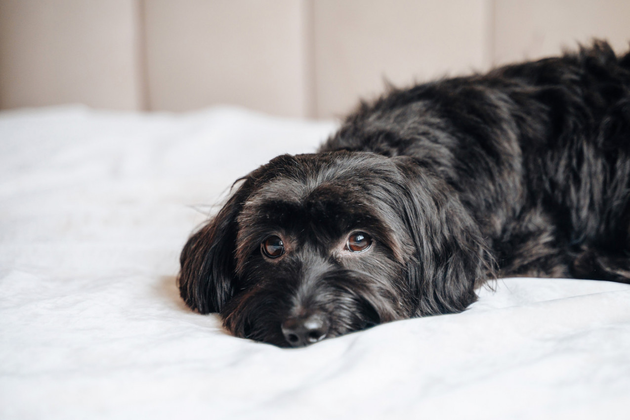 Veterinar apeluje - ne radite više ovo! Upravo jedna navika SKRAĆUJE život vašem PSU za četvrtinu!