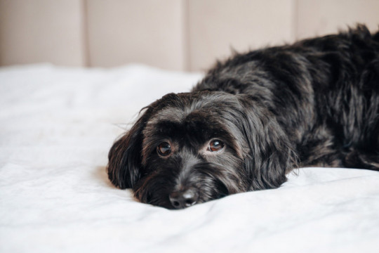 Veterinar apeluje - ne radite više ovo! Upravo jedna navika SKRAĆUJE život vašem PSU za četvrtinu!