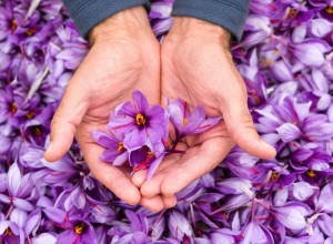 Lep i blagotvoran, ali PAPRENO skup: Ovaj ZAČIN pomaže kod depresije i čuva mentalno zdravlje