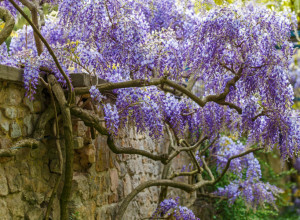 Jedan ključni korak čini ČUDO: Ovako će PLAVA KIŠA cvetati raskošno celo proleće, a bašta izgledati kao iz bajke