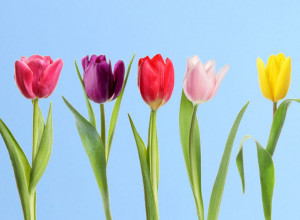 Pažljivo pogledajte ove LALE: Od BOJE koju izaberete zavisi rezultat TESTA ličnosti