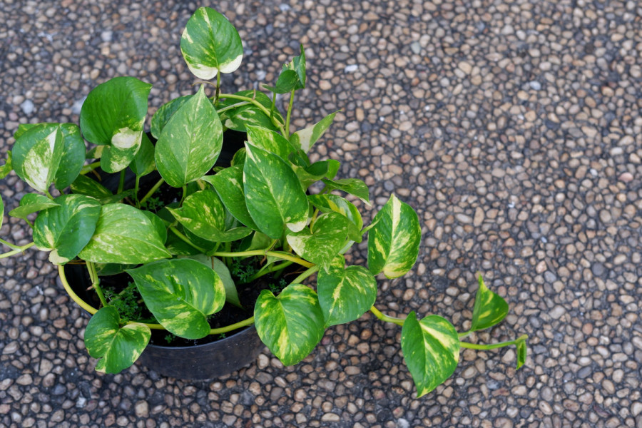 Ova sobna BILJKA ne može da propadne: Raste munjevito i bez trunke truda
