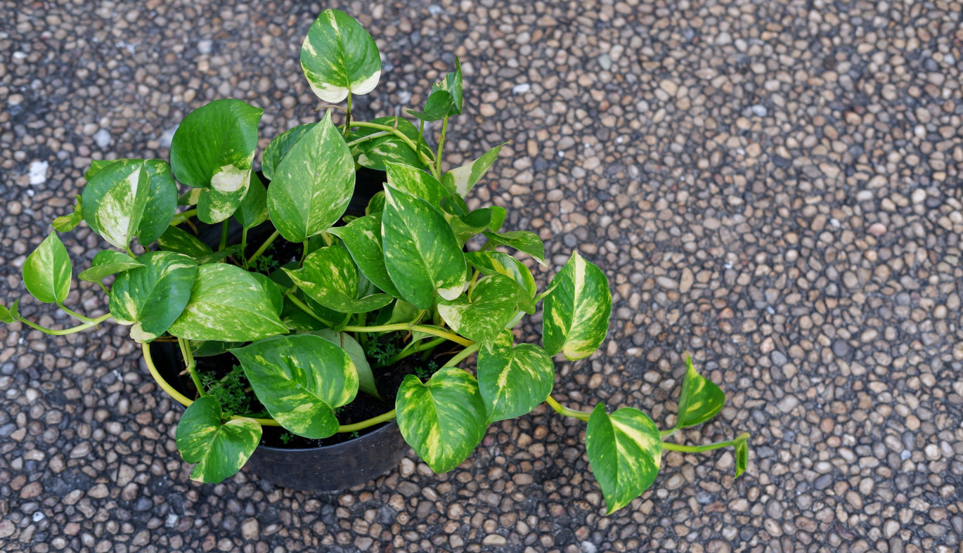 Ova sobna BILJKA ne može da propadne: Raste munjevito i bez trunke truda