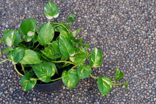 Ova sobna BILJKA ne može da propadne: Raste munjevito i bez trunke truda