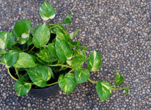 Ova sobna BILJKA ne može da propadne: Raste munjevito i bez trunke truda