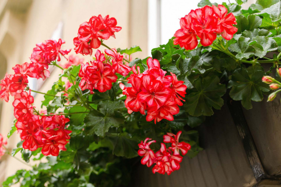 Posadite ovo i zaboravite na puževe: Biljka koja čisti baštu od štetočina i korova