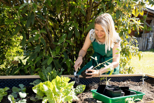 PARADAJZ vam ne raste? Ove biljke bi mogle biti pravi krivac za to - nikako ih ne sadite u njegovoj blizini!
