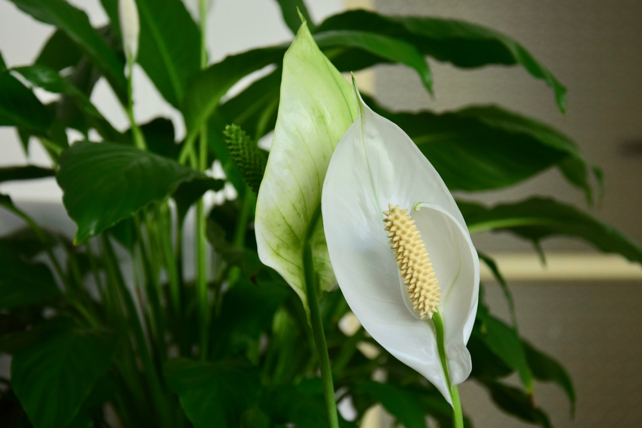 Prolećni trikovi za spatifilum: Kako da ga naterate da cveta kao nikada do sada!