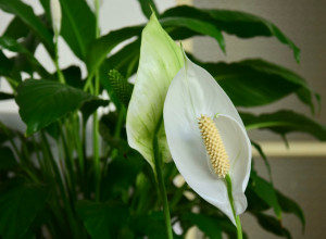 Prolećni trikovi za spatifilum: Kako da ga naterate da cveta kao nikada do sada!