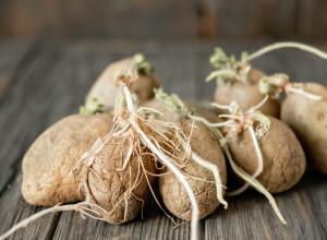 Kako da prepoznate da proklijali krompir više nije za upotrebu