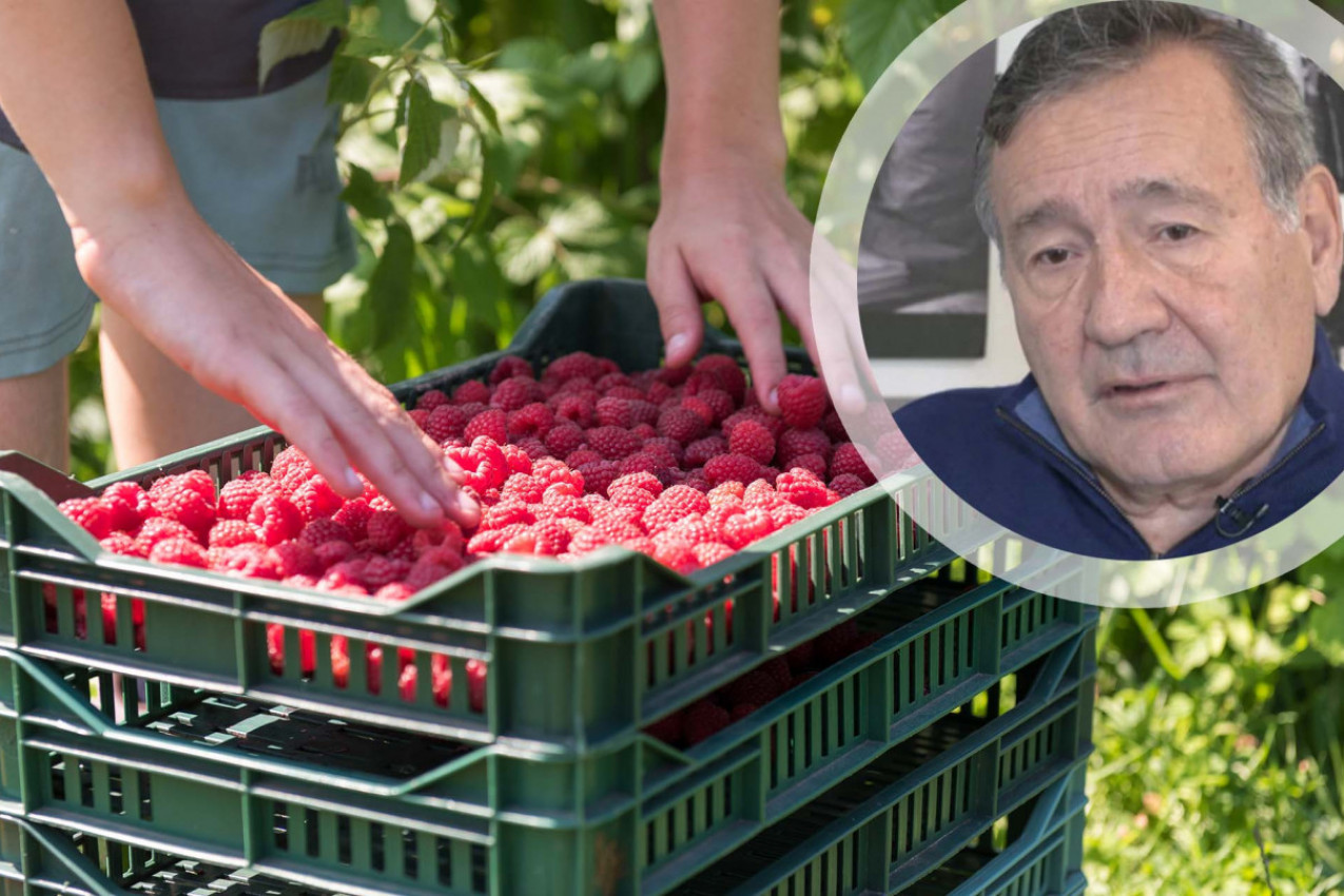 Žena iz Ivanjice PREŽIVELA HANTAVIRUS: Ove simptome je imala - prof. dr Darko Nožić otkriva koliko je bolest opasna i kako se prenosi