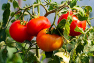 Ako primetite ovo na paradajzu, verovatno je pun pesticida: Evo kako da uzgojite zdrav domaći plod