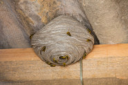Poznati baštovan otkrio neobičan TRIK PROTIV OSA: Potrebni su vam samo kesa i kanap