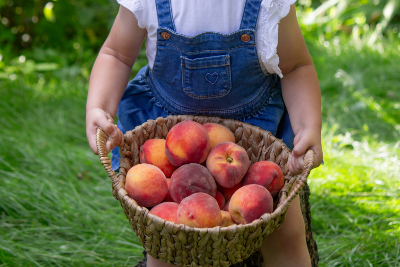 Ovo VOĆE najviše prija na vrućini, a pritom ne goji: 7 jakih razloga da ovog leta jedete BRESKVE