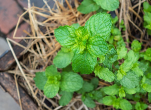 Nutricionista otkriva: OVA biljka koju SVI IMAJU U KUHINJI može da pomogne crevima - cena joj je SMEŠNA i ima brojne koristi