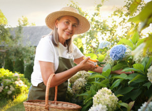 Hortenzija vam je preko noći klonula? Ne posežite odmah za vodom, ovaj trik može da je vrati u život