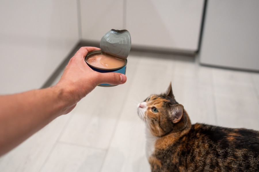 Koliko tune mačka sme da pojede? Veterinari upozoravaju koja količina MOŽE DA NAŠKODI