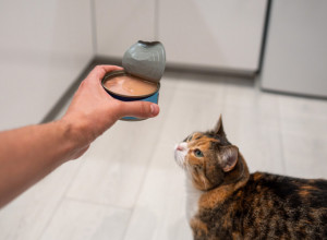 Koliko tune mačka sme da pojede? Veterinari upozoravaju koja količina MOŽE DA NAŠKODI