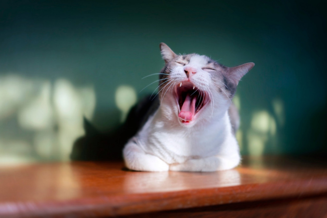 Mačka ima neprijatan ZADAH? Veterinari upozoravaju: Ovaj miris može biti znak OZBILJNOG zdravstvenog problema