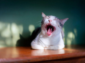 Mačka ima neprijatan ZADAH? Veterinari upozoravaju: Ovaj miris može biti znak OZBILJNOG zdravstvenog problema
