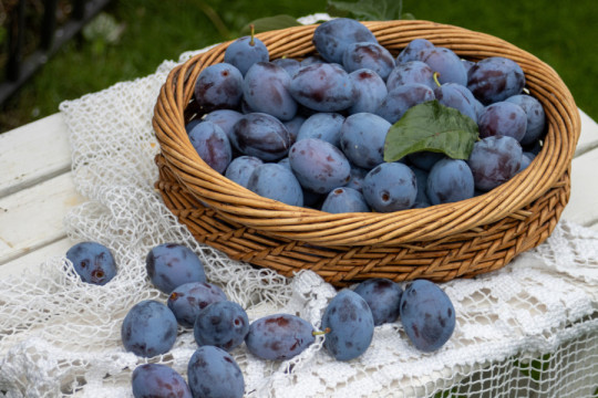 Zdrave su, ukusne i pune vitamina, ali s ovim voćem ne treba preterivati: Evo kome ŠLJIVE mogu da naprave PROBLEM
