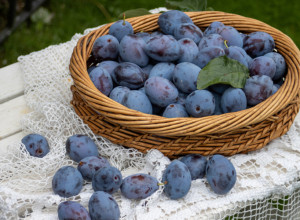 Zdrave su, ukusne i pune vitamina, ali s ovim voćem ne treba preterivati: Evo kome ŠLJIVE mogu da naprave PROBLEM