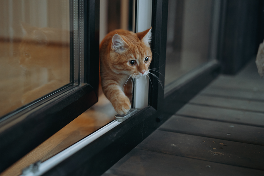 Da li MAČKA treba da izlazi napolje? Veterinari otkrivaju šta je bezbednije za nju