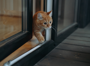 Da li MAČKA treba da izlazi napolje? Veterinari otkrivaju šta je bezbednije za nju