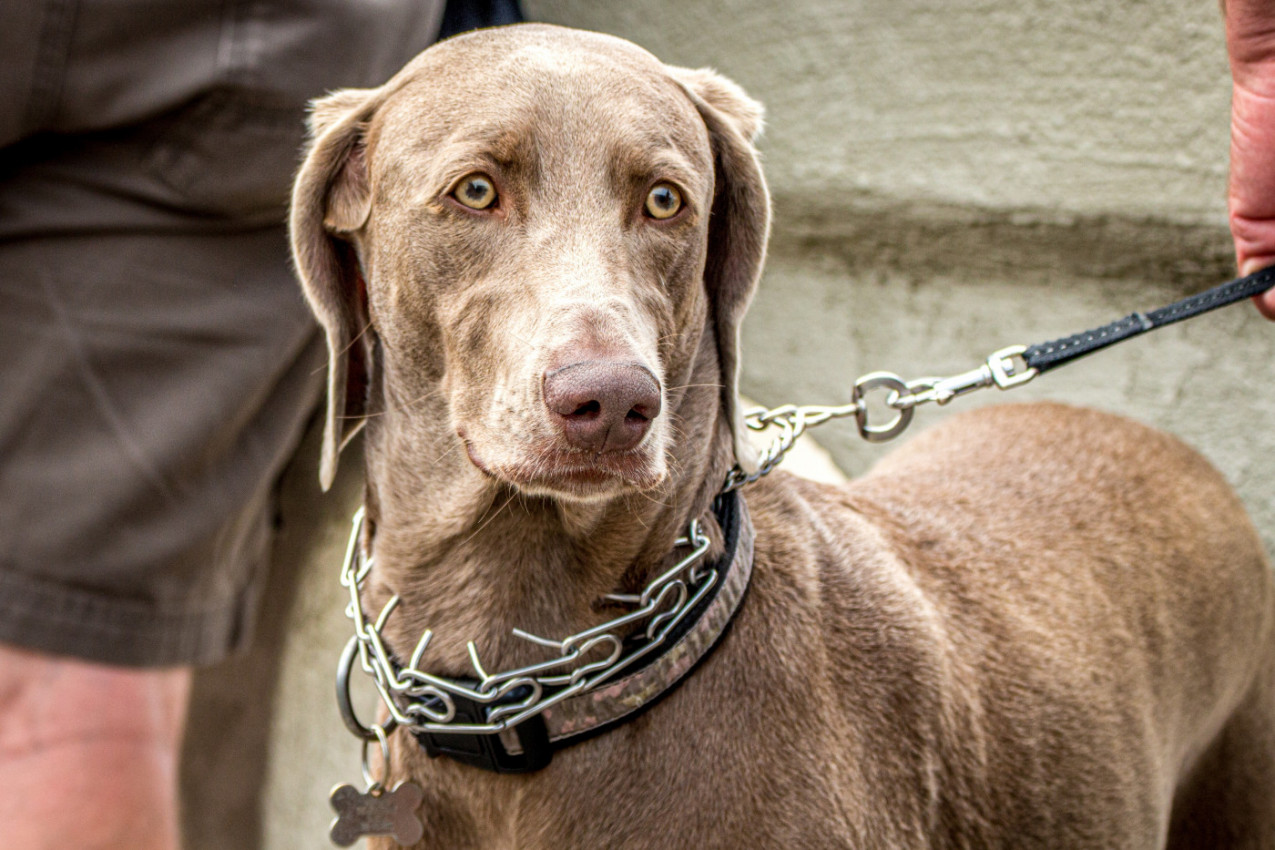 Stavljate psu DAVILICU da ne bi vukao povodac? Veterinari upozoravaju na OZBILJNE RIZIKE!